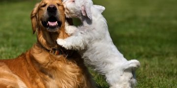 Pet Boarding Business